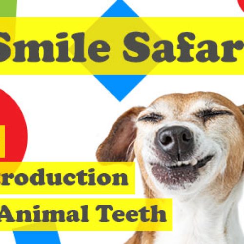 Smile Safari: An Introduction to Animal Teeth (featured image)